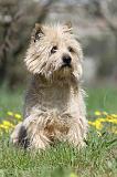 CAIRN TERRIER 248